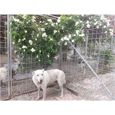 COMUNE DI GIFFONI VALLE PIANA - Cane - Microchip 380260043968258