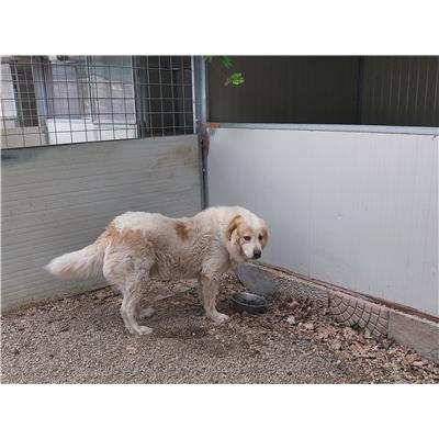 comune Contursi - Cane - Microchip 380260044671159