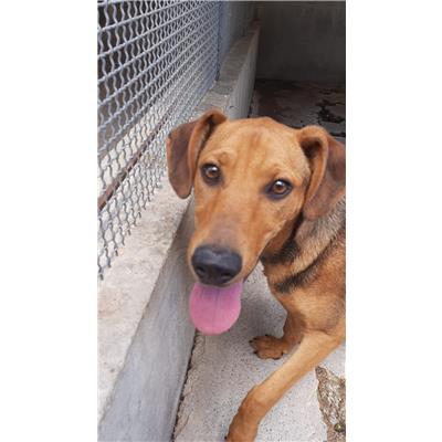 Comune di Pontecagnano Faiano - Cane - Microchip 380260044805447