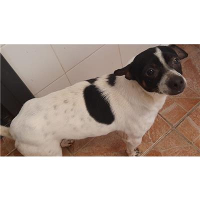 COMUNE DI GIFFONI VALLE PIANA - Cane - Microchip 380260170225174