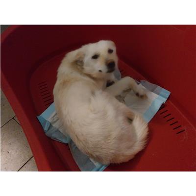 Comune di Pontecagnano Faiano - Cane - Microchip 380260170226672