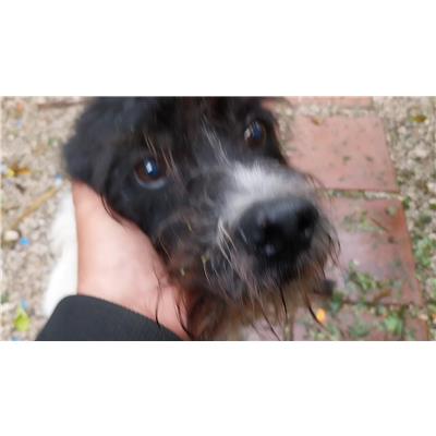 Associazione Carmine LONGO odv - Cane - Microchip 380260042990691