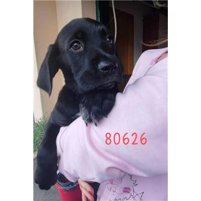 De Luca Marianna - Cane - Microchip 380260102780626