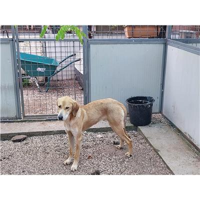 Montecorvino Rovella - Cane - Microchip 380260044671837