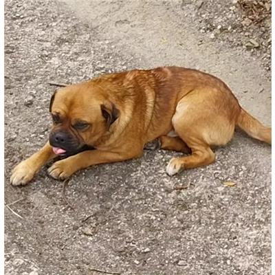 Comune di Pontecagnano Faiano - Cane - Microchip 380260170246657