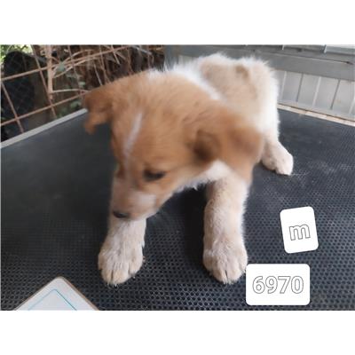 Comune di Pontecagnano Faiano - Cane - Microchip 380260006036970