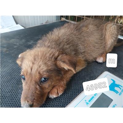 Comune di Pontecagnano Faiano - Cane - Microchip 380260170246952