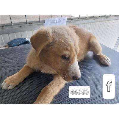 Comune di Pontecagnano Faiano - Cane - Microchip 380260170246950