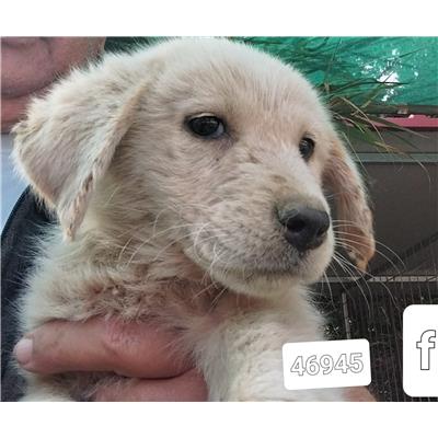 Comune di Pontecagnano Faiano - Cane - Microchip 380260170246945