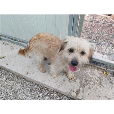 Comune di Pontecagnano Faiano - Cane - Microchip 380260006030862