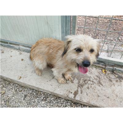 Comune di Pontecagnano Faiano - Cane - Microchip 380260006030862