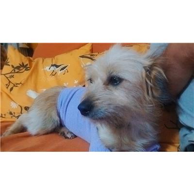 Comune di Pontecagnano Faiano - Cane - Microchip 380260006030862