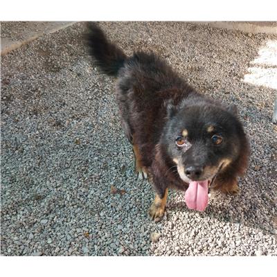 Associazione Carmine LONGO odv - Cane - Microchip 380260006037440