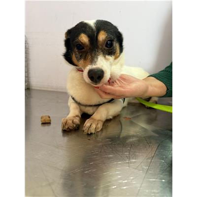 Comune di Pontecagnano Faiano - Cane - Microchip 380260006037749