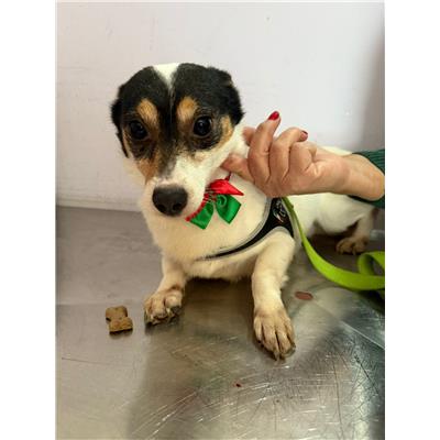 Comune di Pontecagnano Faiano - Cane - Microchip 380260006037749