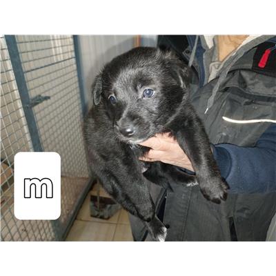 Comune di Pontecagnano Faiano - Cane - Microchip 380260006030550