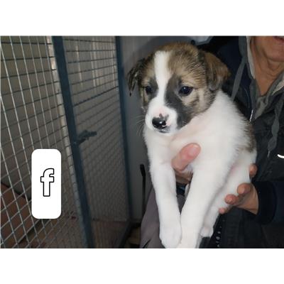 Comune di Pontecagnano Faiano - Cane - Microchip 380260006030546