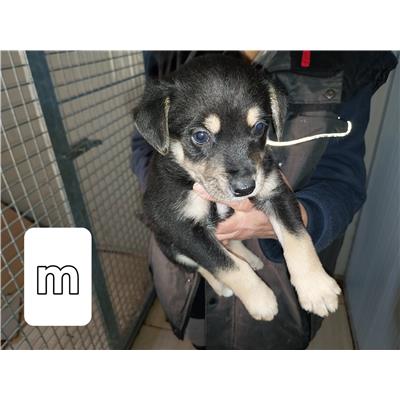 Comune di Pontecagnano Faiano - Cane - Microchip 380260006030733