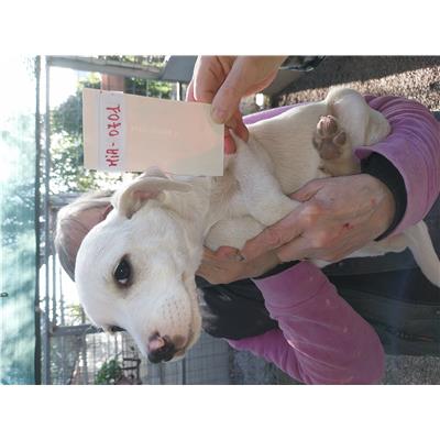 Montecorvino Pugliano - Cane - Microchip 380260006030701