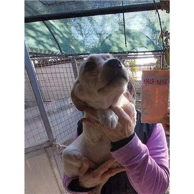 Montecorvino Pugliano - Cane - Microchip 380260006030601