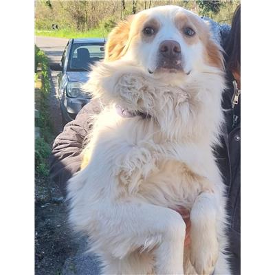 Montecorvino Pugliano - Cane - Microchip 380260006044189